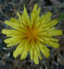 Agoseris heterophylla flower